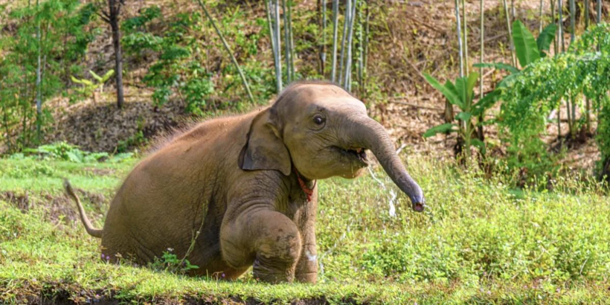 泰國 清邁 員工旅遊