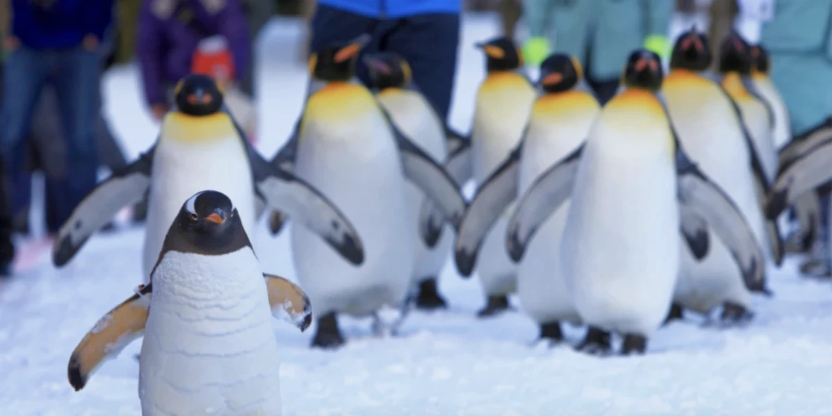 日本 北海道 員工旅遊
