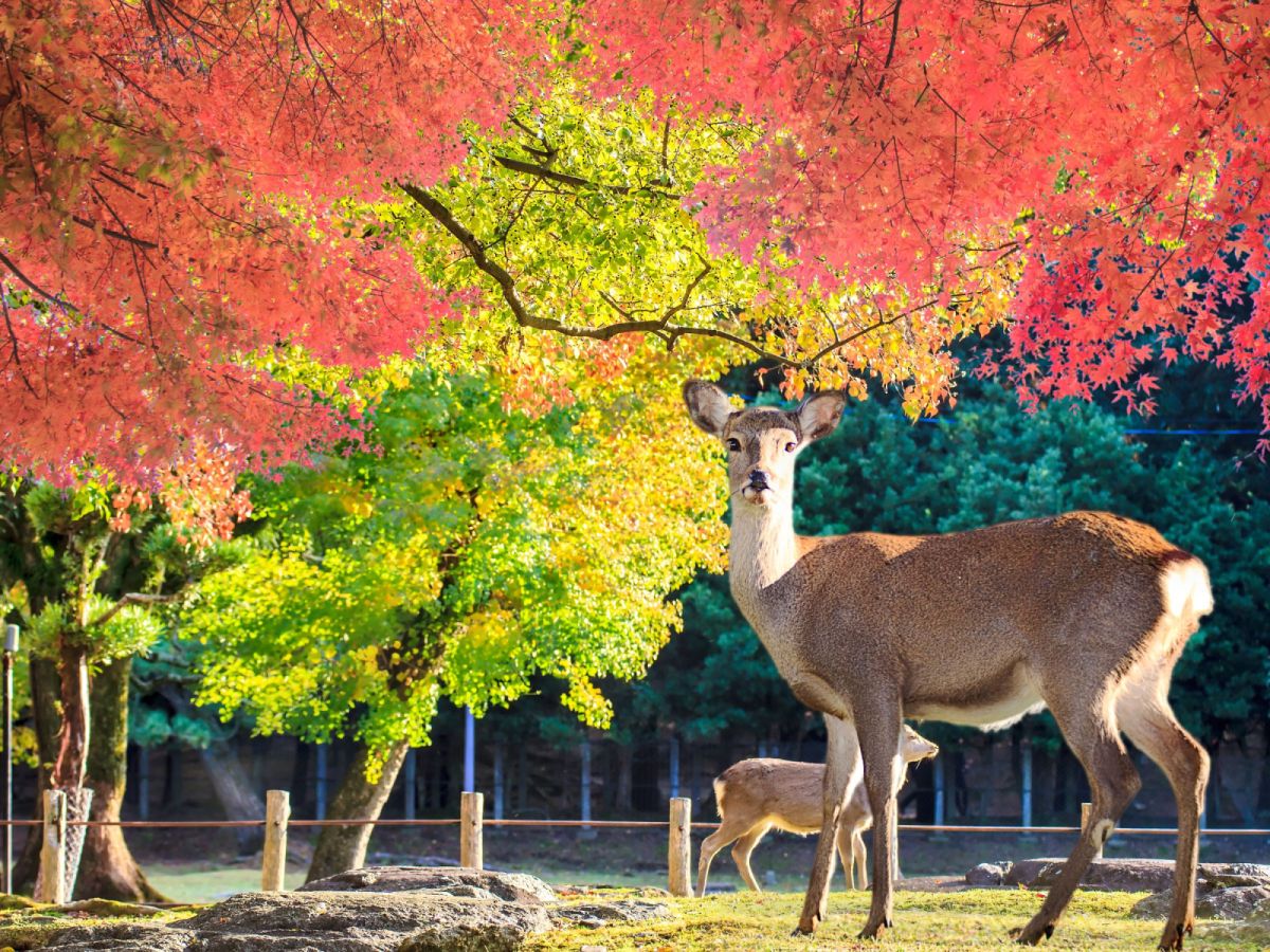 【楓紅大阪】京阪神奈、清水寺、伏見稻荷