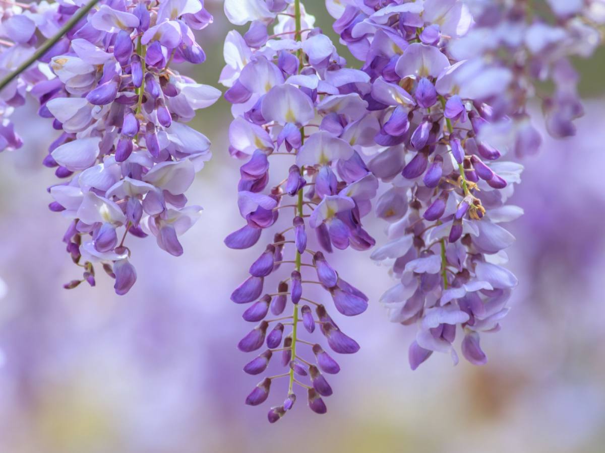 【紫藤花見物語九州】湯布院、金麟湖、千財紫藤園、柳川搖櫓船
