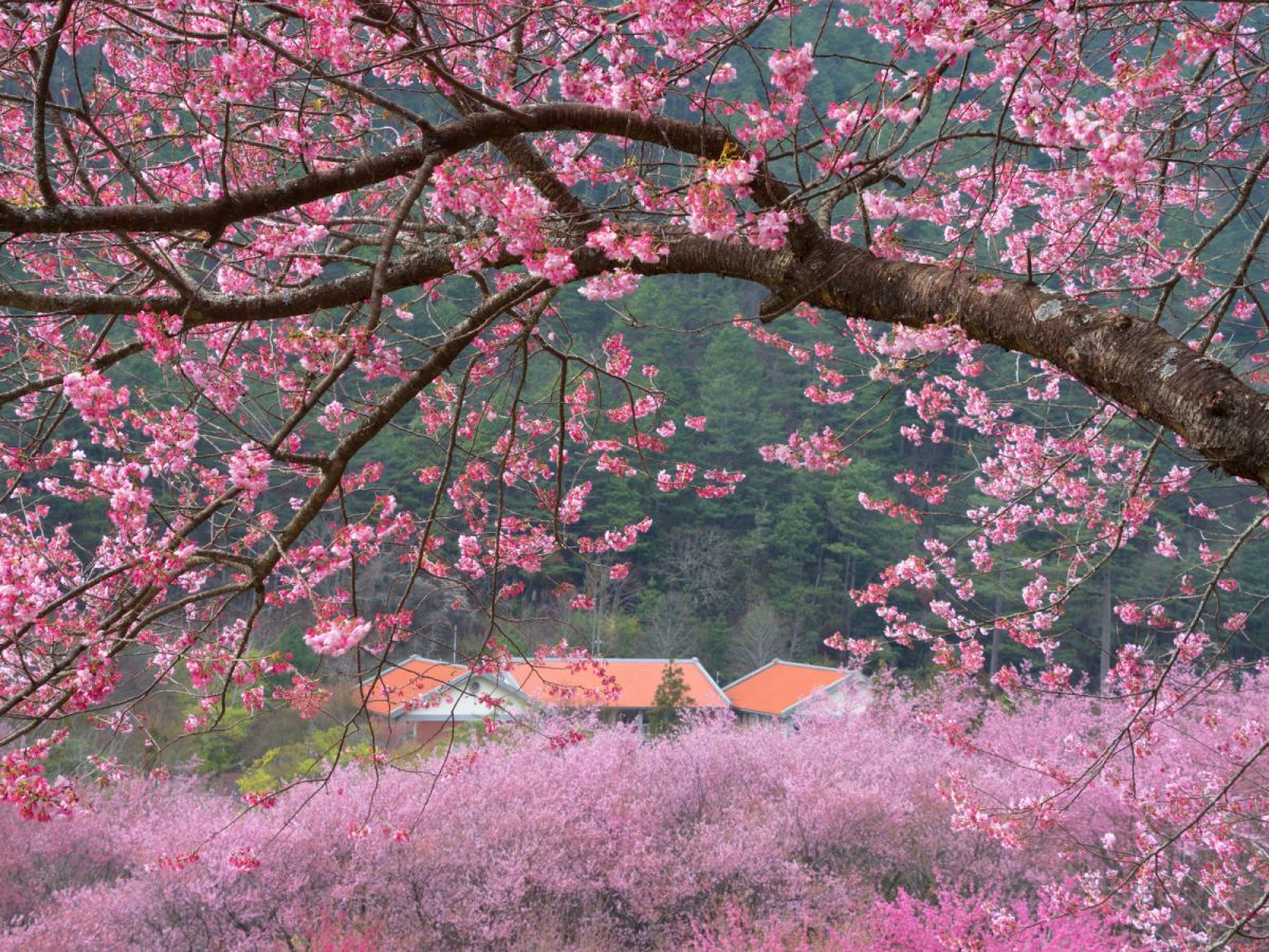 台北出發-(煙波)宜蘭武陵農場櫻花季二日遊