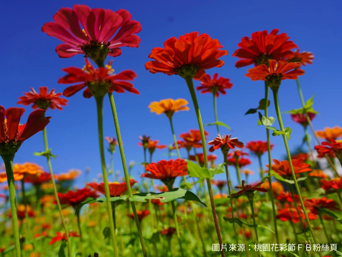 台中出發-桃園浪漫花彩節一日遊