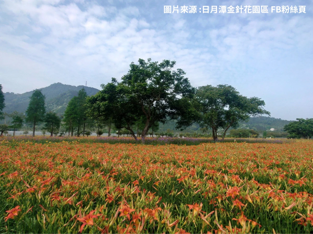台北出發-金色花毯~頭社金針花二日遊