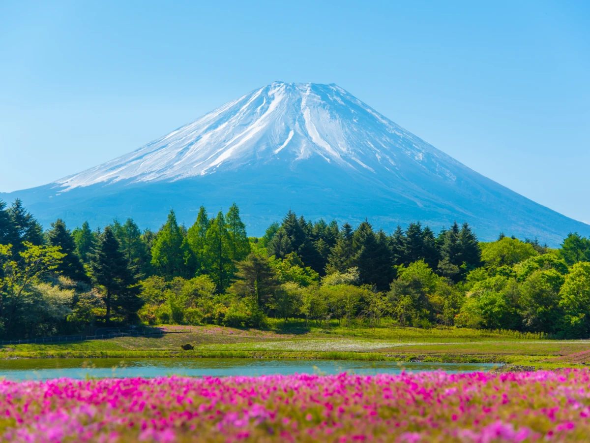 【東京雪壁】富士芝櫻祭、上高地、白川合掌村、黑部立山