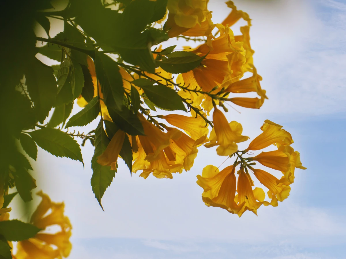 台中出發-黃金雨風鈴木~峨眉環湖步道一日遊