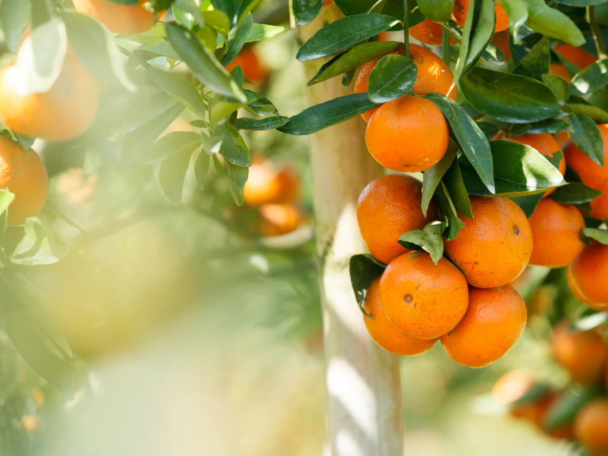 台北出發-古坑採柳丁2日