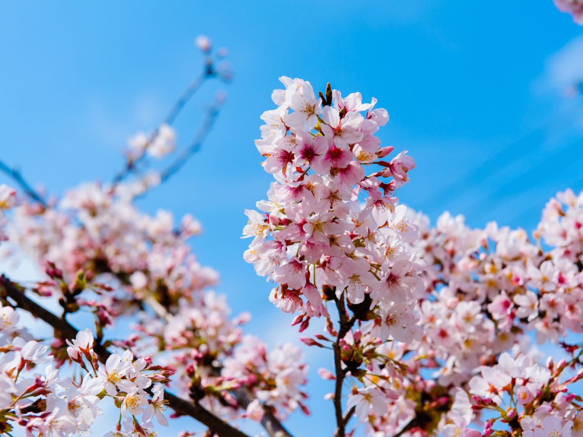 台北出發-上帝的部落~司馬庫斯櫻花季三日遊