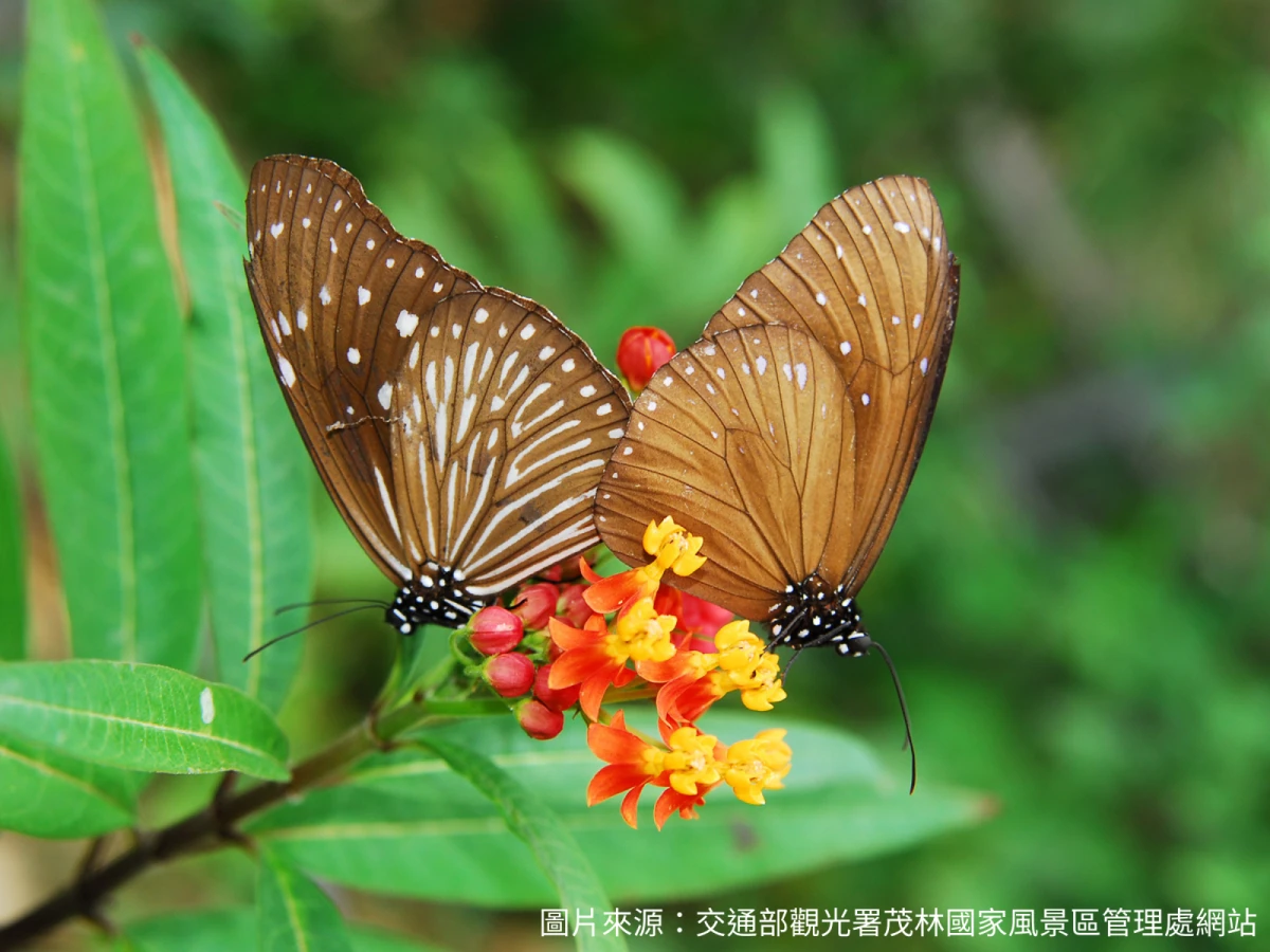 台北出發-茂林風景區~尋覓紫斑蝶三日遊
