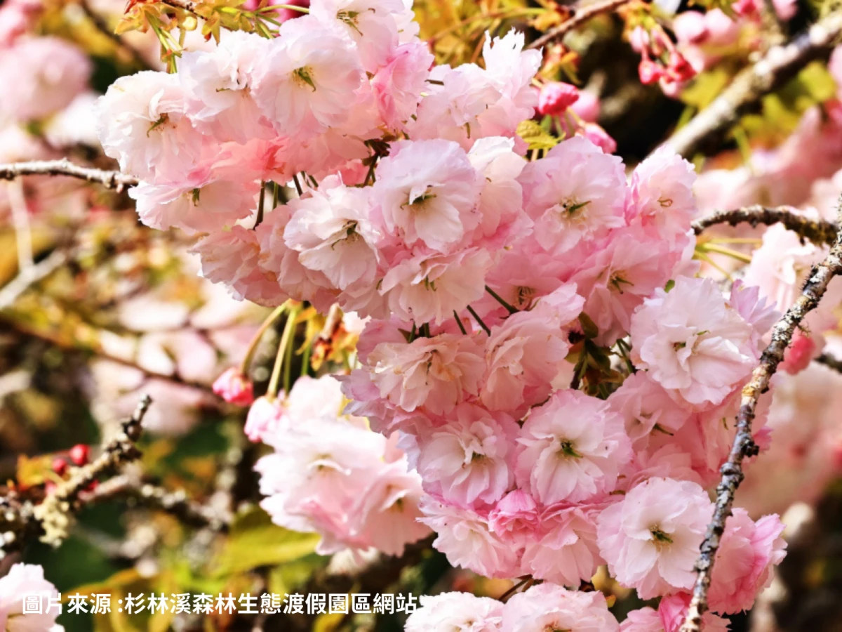 高雄出發-杉林溪賞櫻花～森林步道二日遊