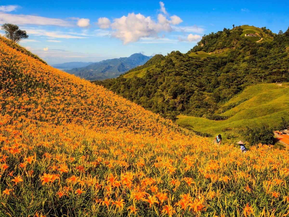 台北出發-花蓮天使的花毯~金針花海三日遊