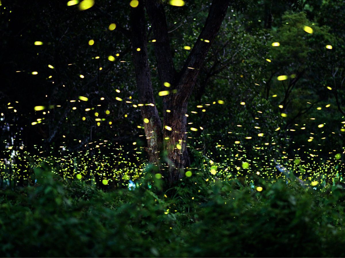 台北出發-新竹東窩溪火金姑+夏雪油桐花一日