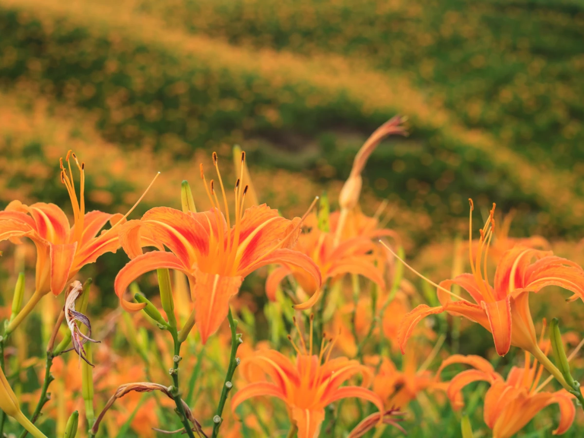 台中出發-花蓮天使的花毯~金針花海三日遊