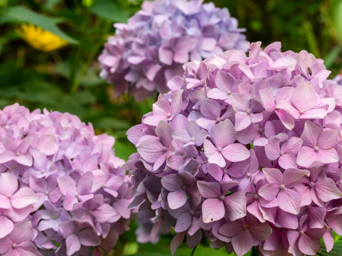 台北出發-桃園浪漫繡球花季一日遊