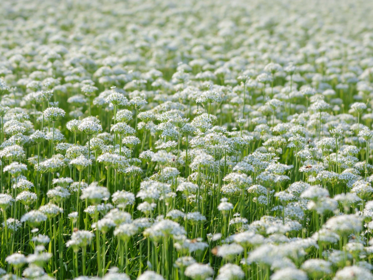 台北出發-桃園夢幻九月雪一日遊