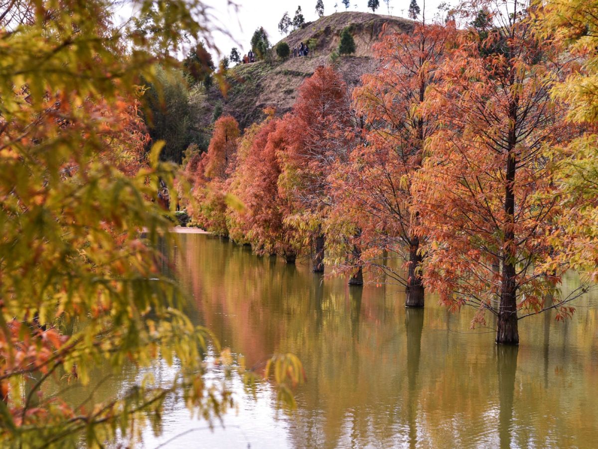 台中出發-夢幻漸層森林X三灣落羽松秘境一日遊