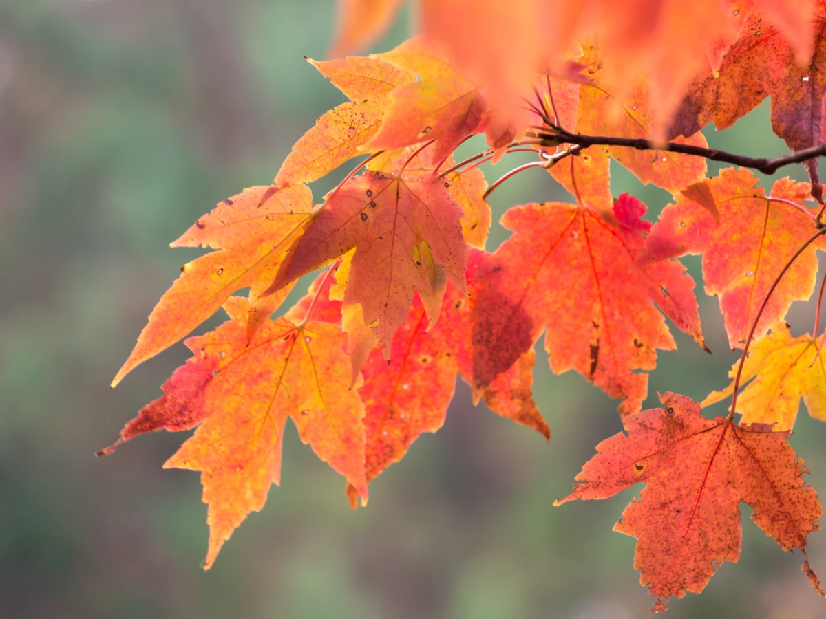 台中出發-上帝的部落司馬庫斯賞秋楓三日