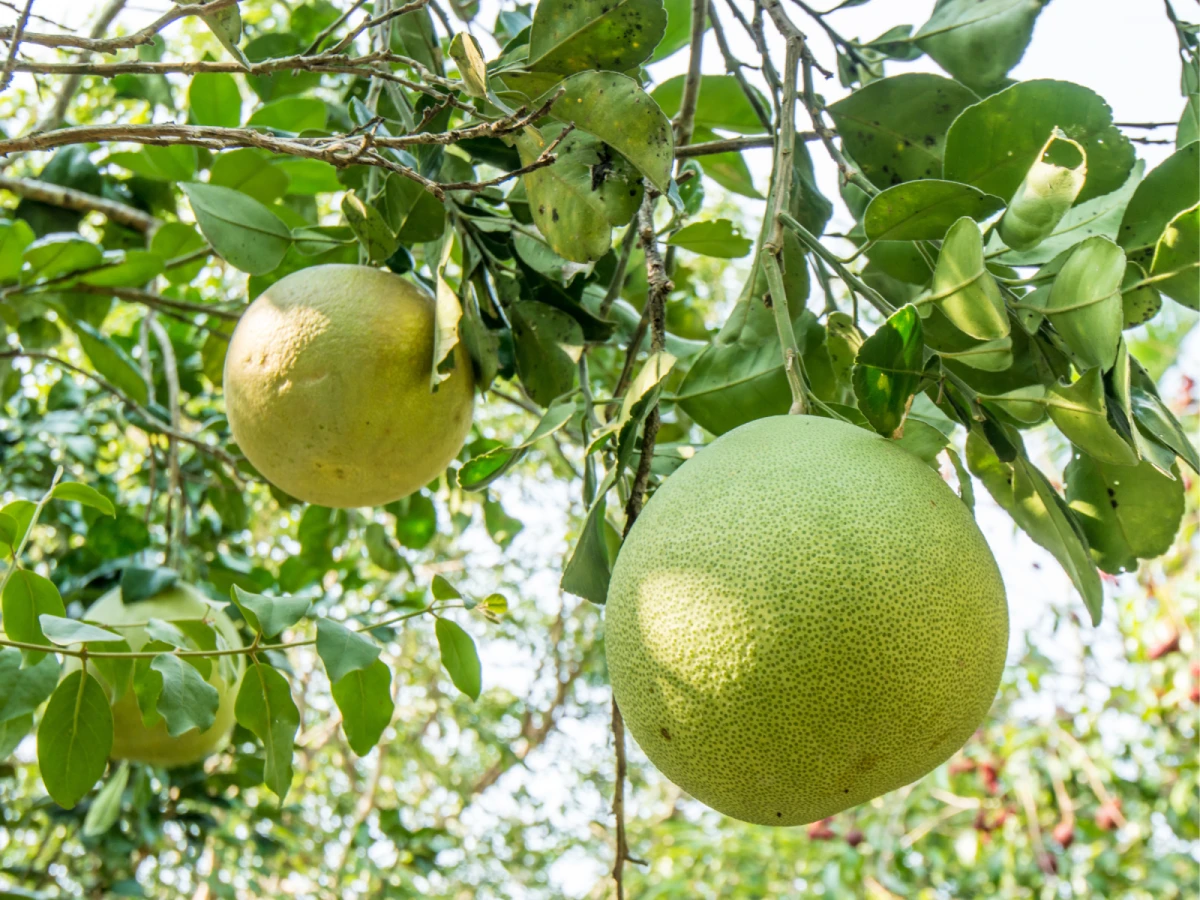 台北出發-苗栗西湖好柚文旦一日遊