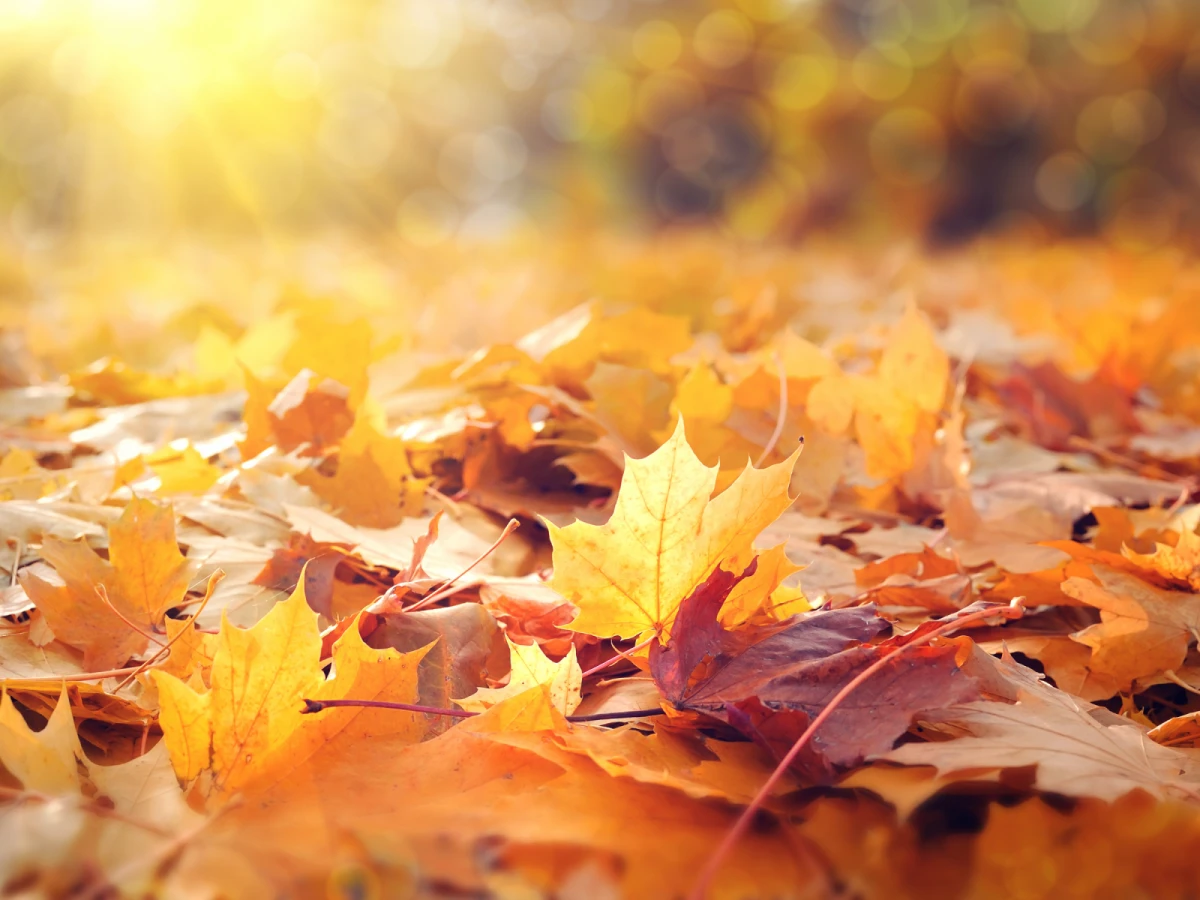 台北出發-阿里山賞楓季二日遊
