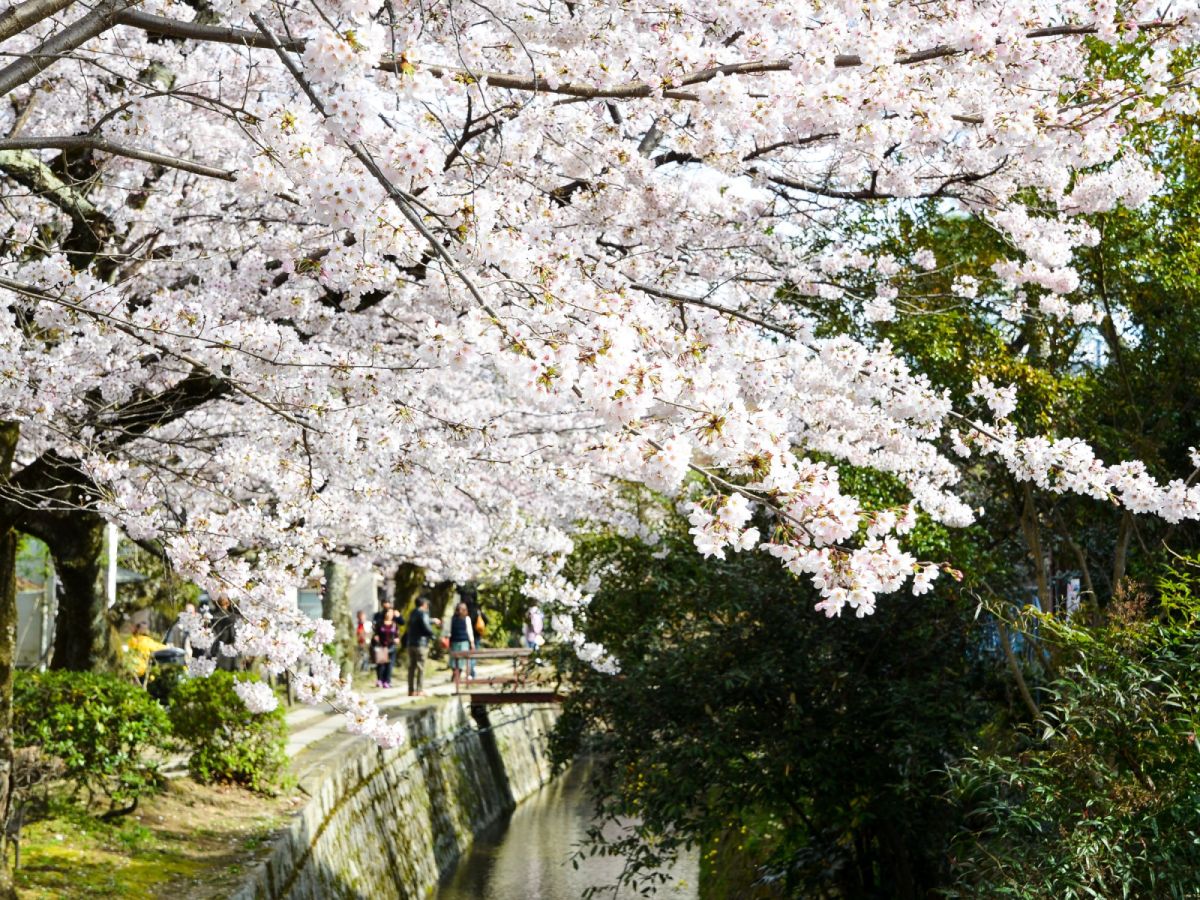 【賞櫻|和歌山+京都】醍醐寺、和歌山城、黑潮市場