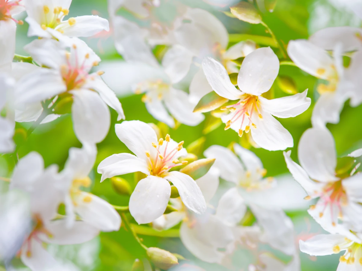 台北出發-苗栗五月雪油桐花一日遊