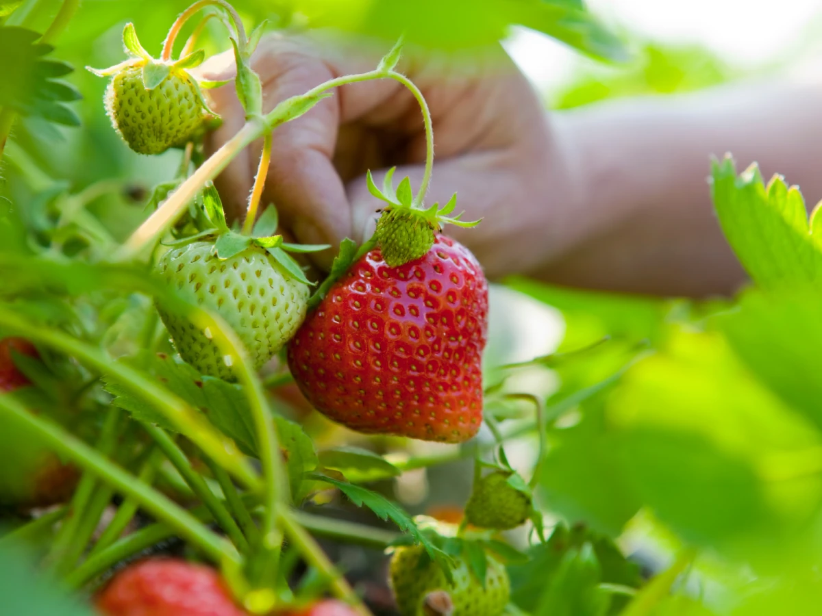 台北出發-苗栗採草莓+落雨松一日遊