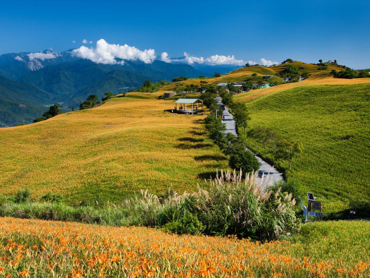 高雄出發-花蓮天使的花毯~金針花海三日遊