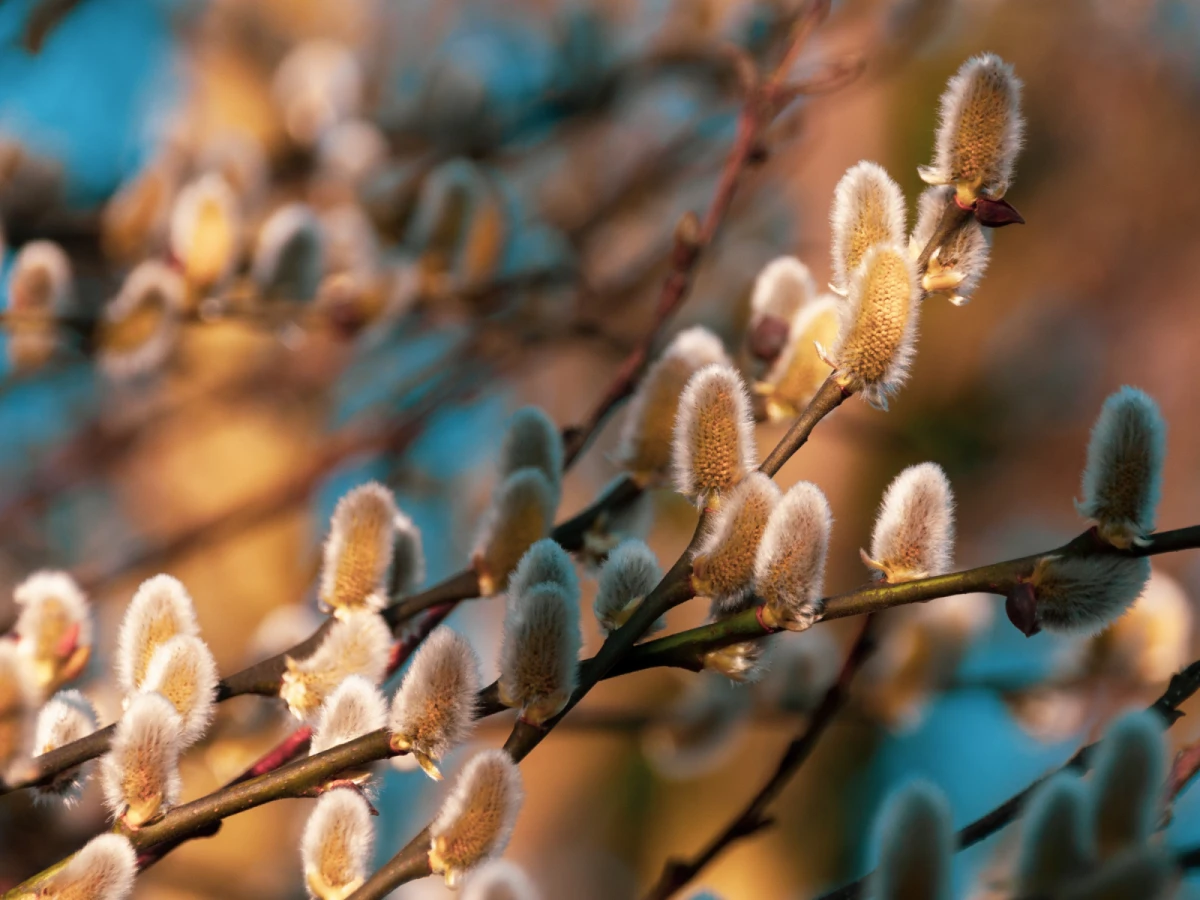 台北出發-宜蘭採銀柳一日遊