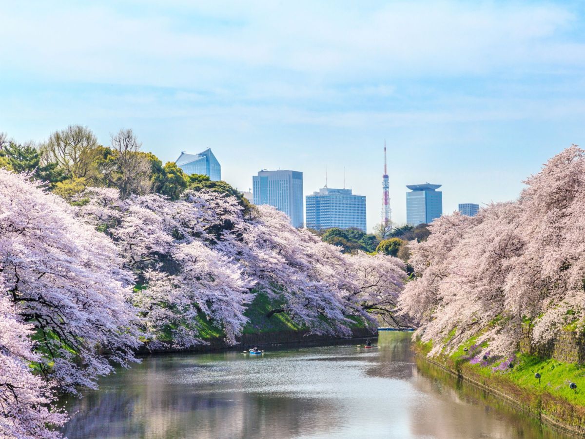 【櫻花東京】河口湖賞櫻、千鳥之淵、合掌村、長腳蟹吃到飽、溫泉