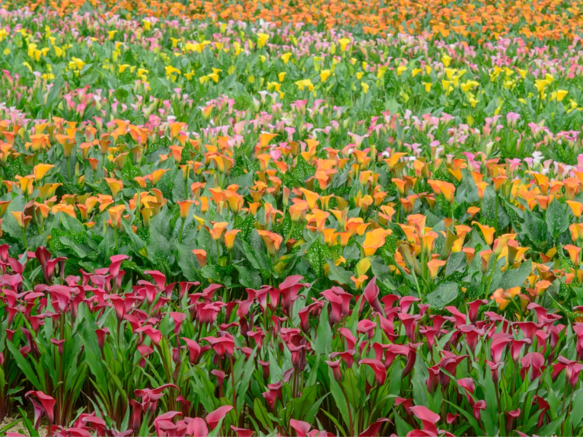 台中出發-奇芋夢幻島-彩色海芋季一日遊