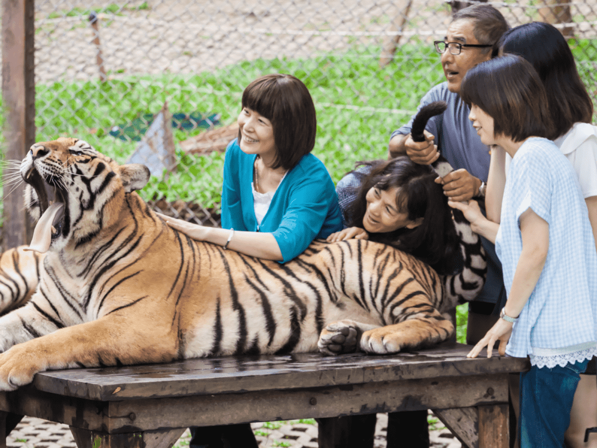 【親子遊清邁】夜間動物園、友善大象營、少數民族村
