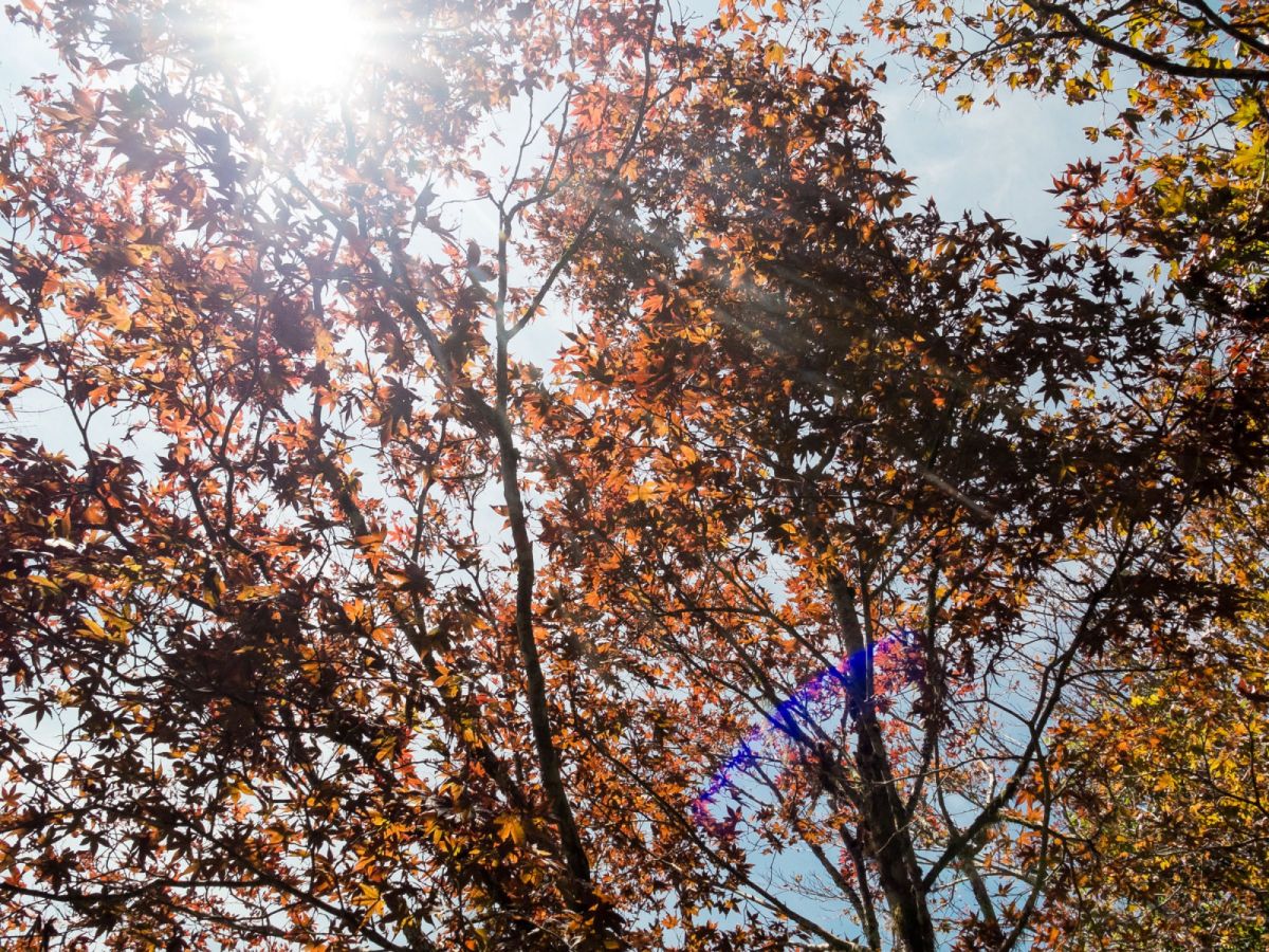 台北出發-太平山避暑&賞楓二日遊