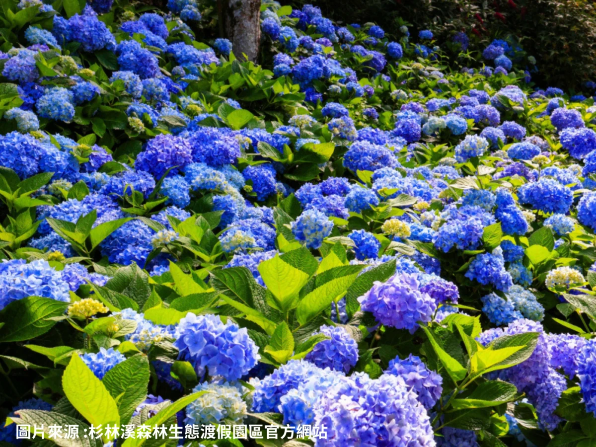 台北出發-杉林四季~避暑賞繡球二日遊