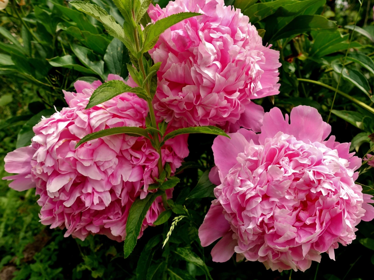 台北出發-杉林水色~杉林溪賞牡丹二日遊