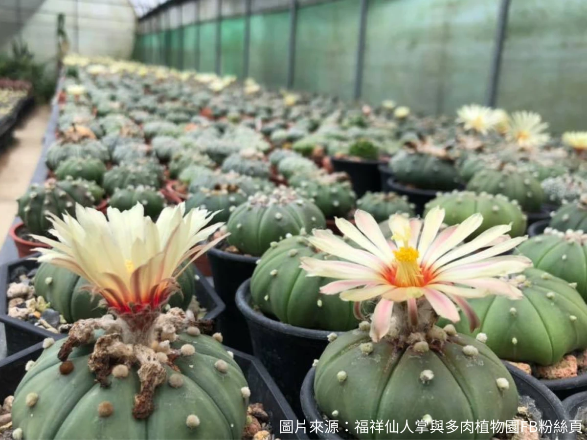 台北出發-福祥仙人掌園&多肉植物療癒一日遊