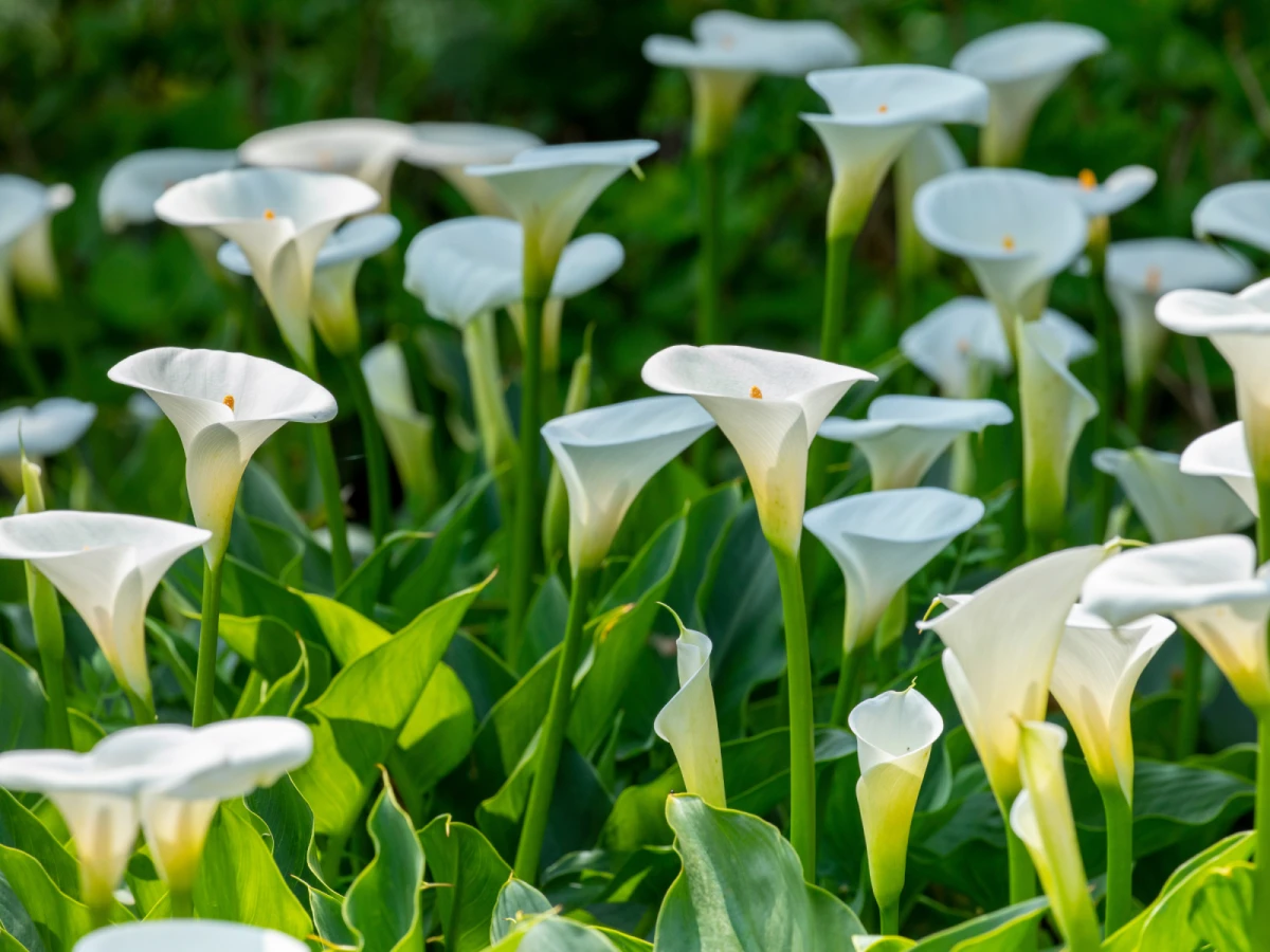台北出發-桃園奇芋夢幻島～彩色海芋季一日遊