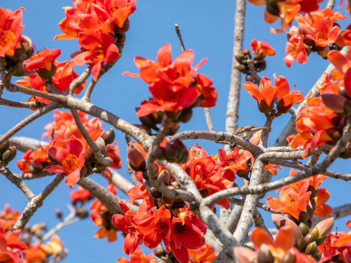 台中出發-台南白河初埤木棉花道一日遊