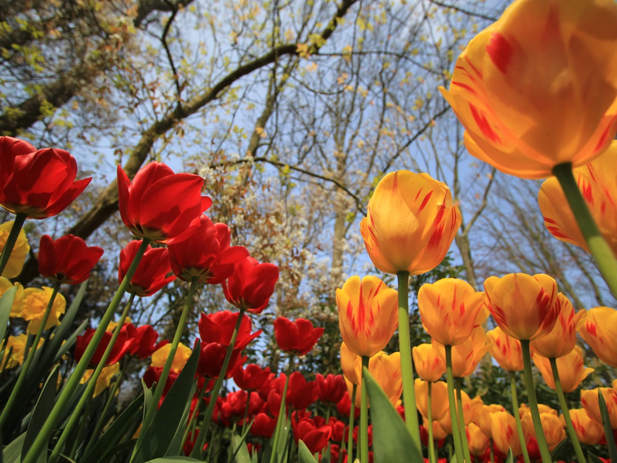 【花季荷比德法】香榭麗舍凱旋門、艾菲爾鐵塔、羊角村15日