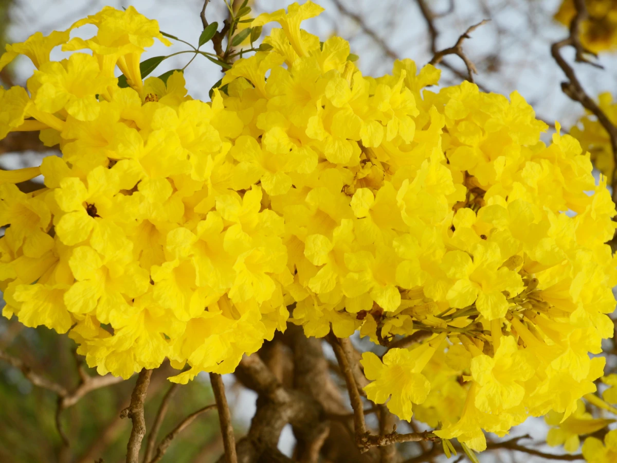 台北出發-黃金雨風鈴木~峨眉環湖步道一日遊