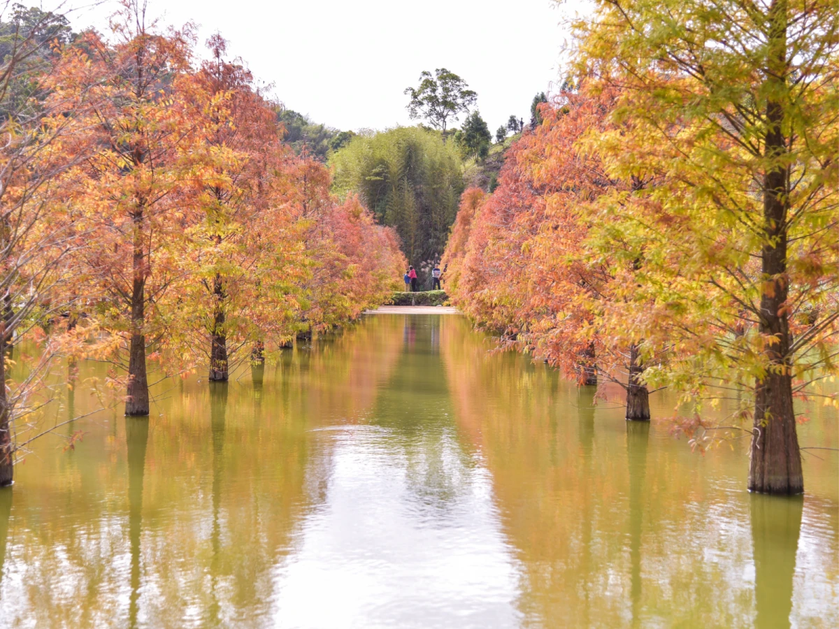 台北出發-夢幻漸層森林Ｘ三灣落羽松秘境一日遊