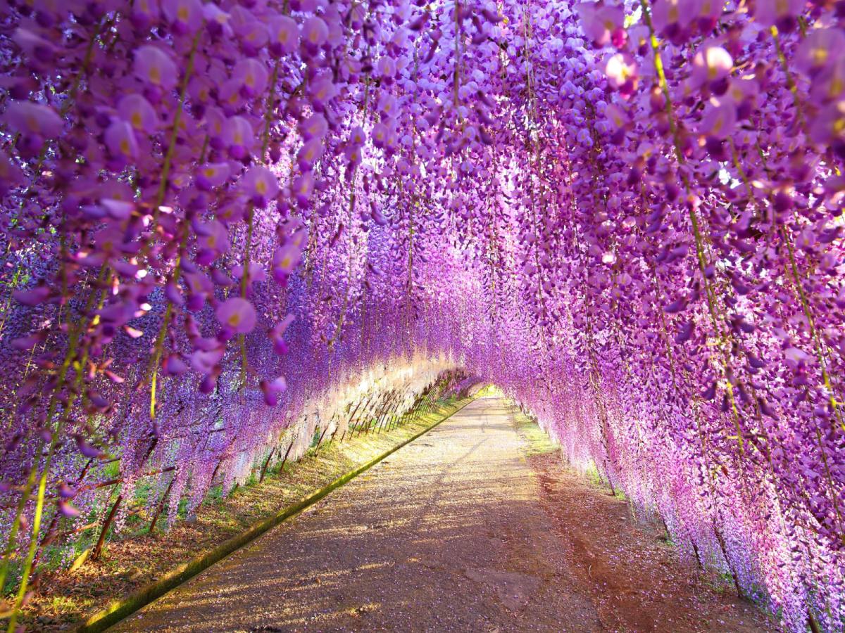 紫藤福岡｜湯布院＋柳川散策