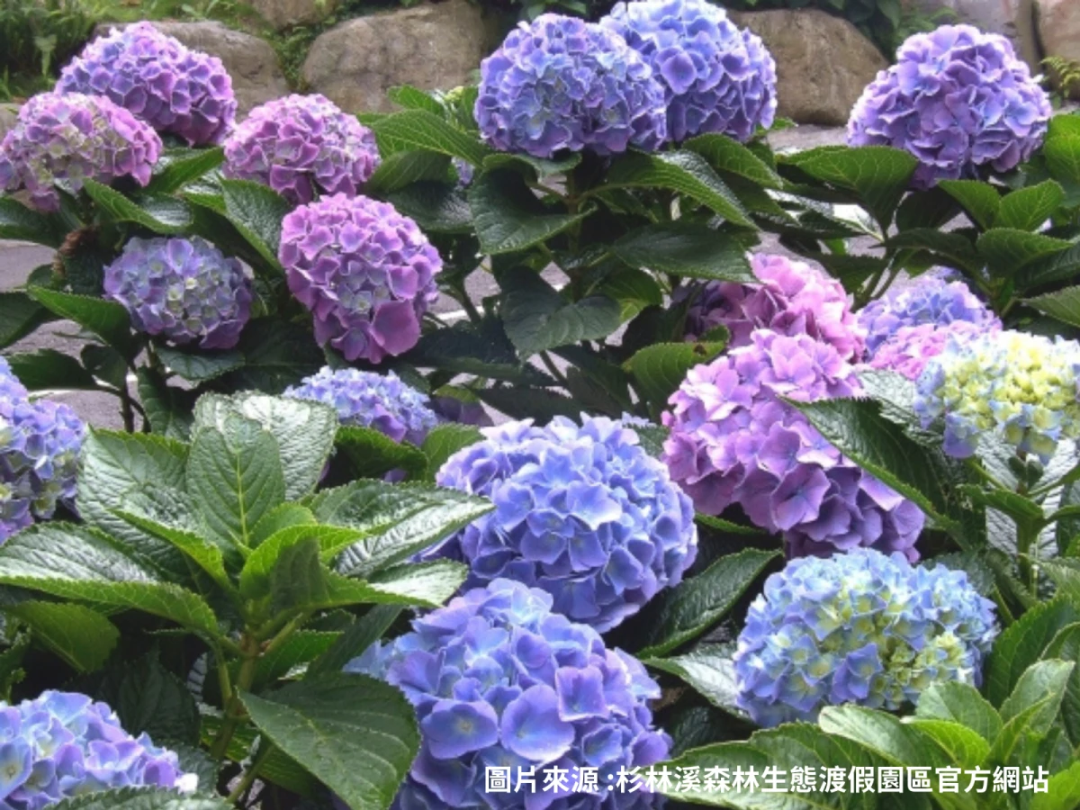 高雄出發- 杉林溪森林~洋繡花二日遊