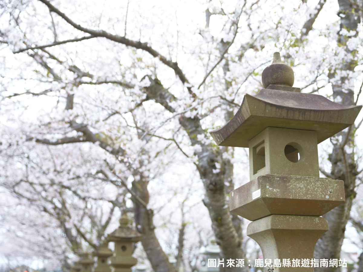 【賞櫻九州全覽】春暖花開櫻花祭、雙溫泉