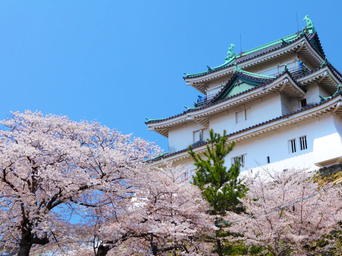 【賞櫻大阪】哲學之道、醍醐寺、和歌山城、黑潮市場