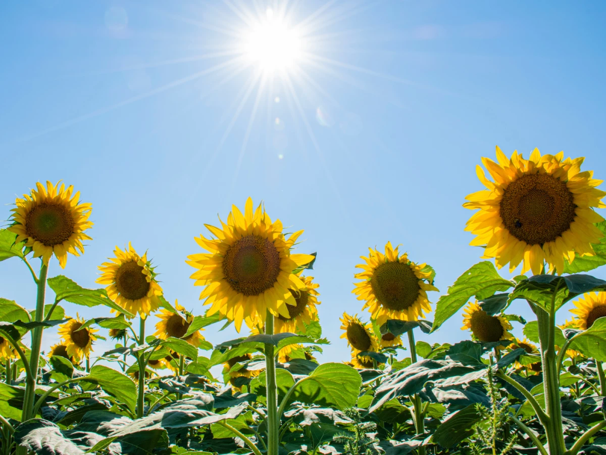 台北出發-太陽花海~向陽農場一日遊