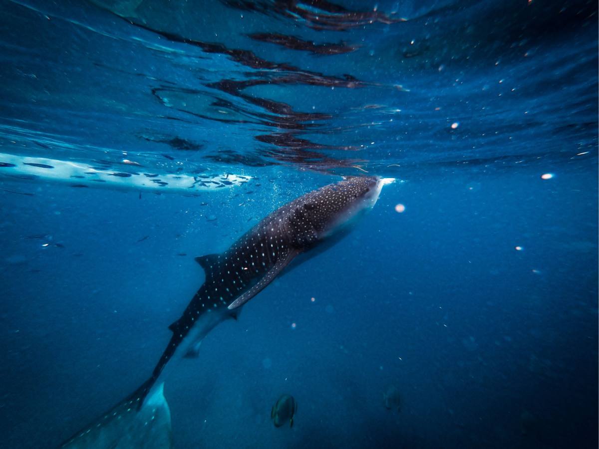 【精彩宿霧】雙跳島、鯨鯊共遊5日