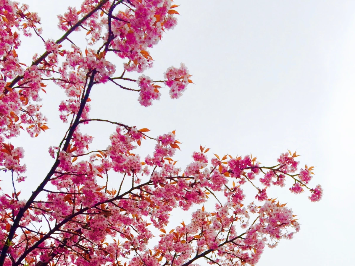 台北出發-得恩亞那X太和櫻王賞櫻三日遊