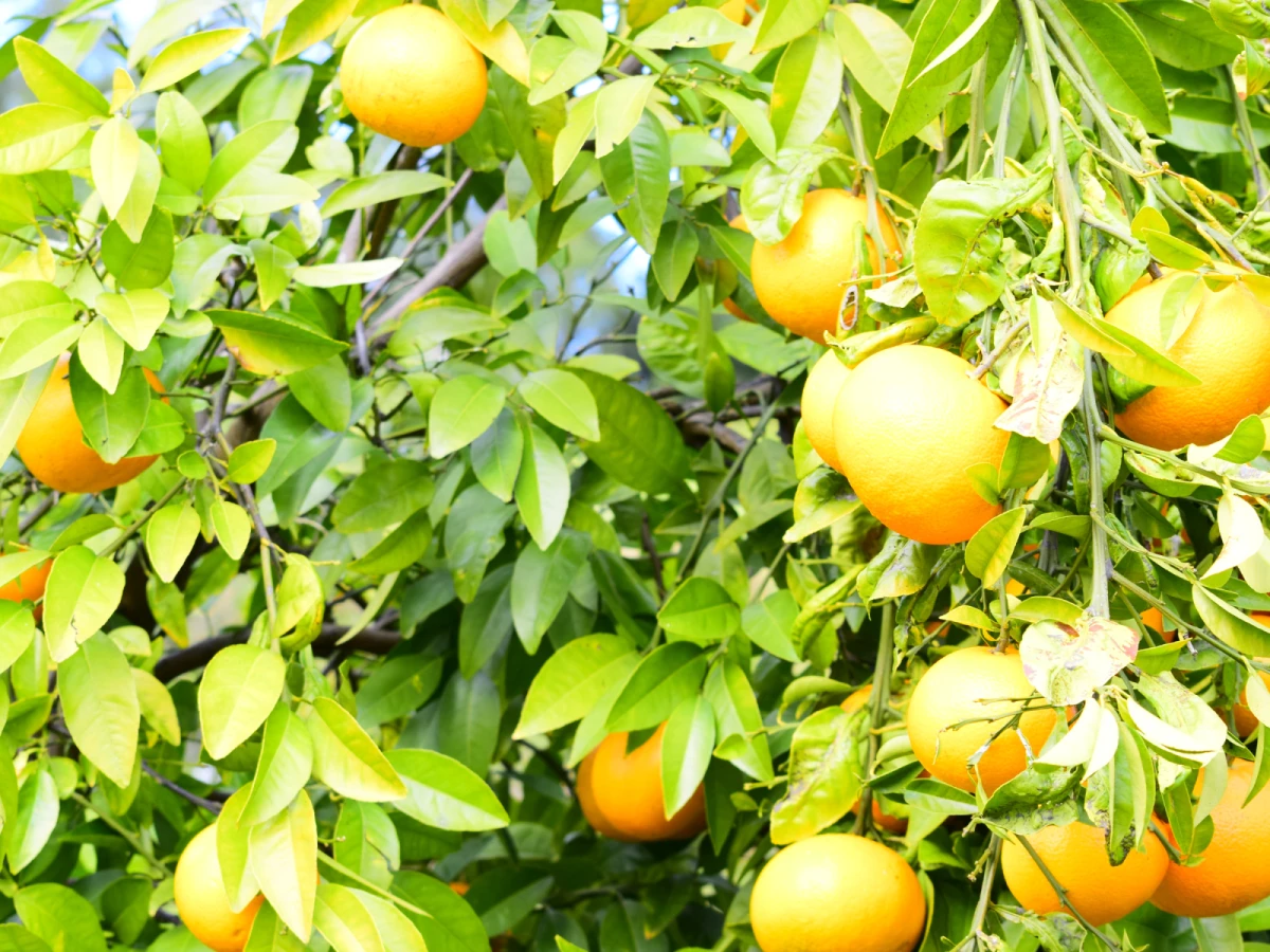 台北出發-苗栗椪柑樂一日遊