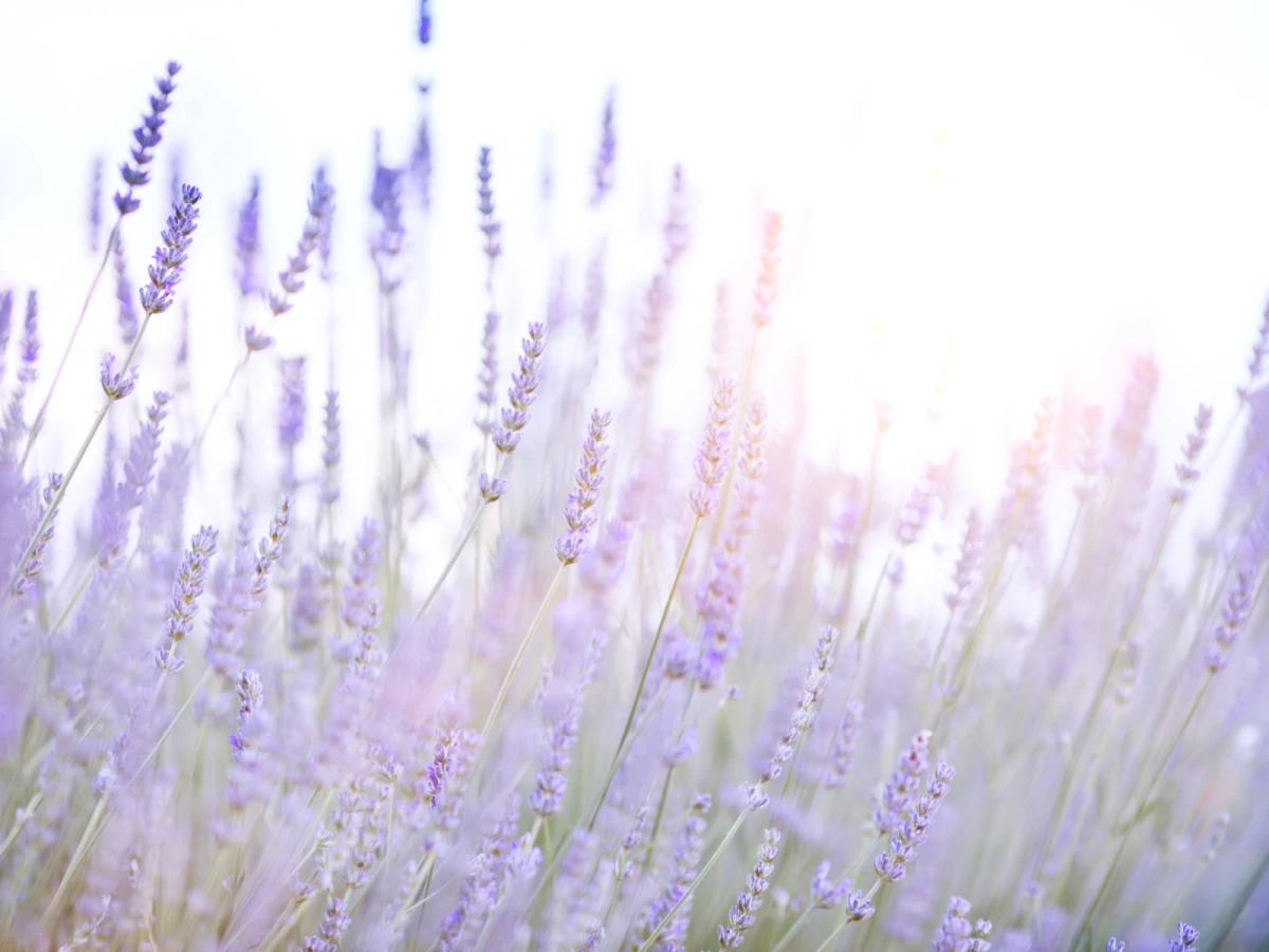 台北出發-苗栗紫爆了~薰衣草紫藤花季一日遊