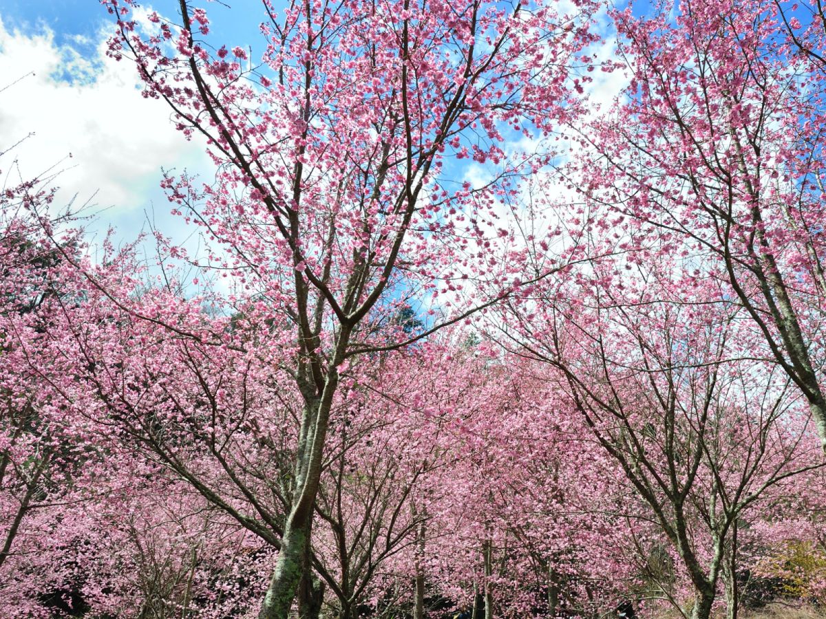 台北出發-宜蘭武陵農場櫻花季二日遊