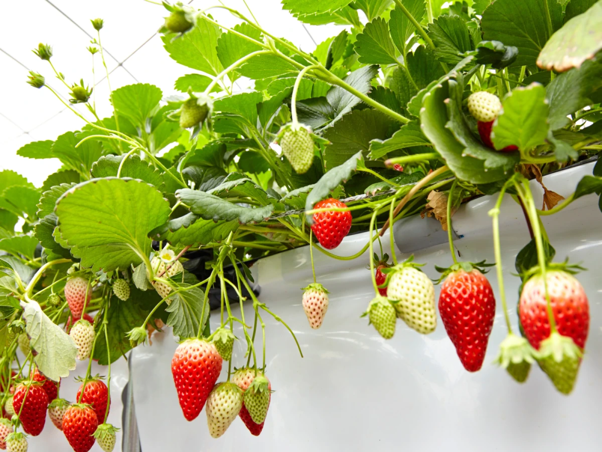 台中出發-非常莓好~大湖採草莓一日遊